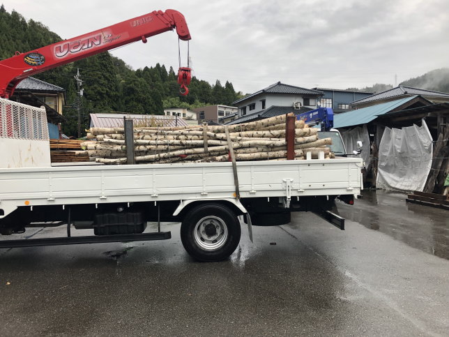 2024年　白樺の入荷その1