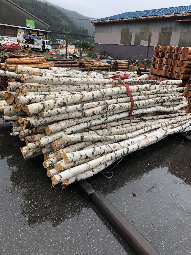 2024年　白樺の入荷その2