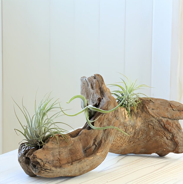 流木とグリーン